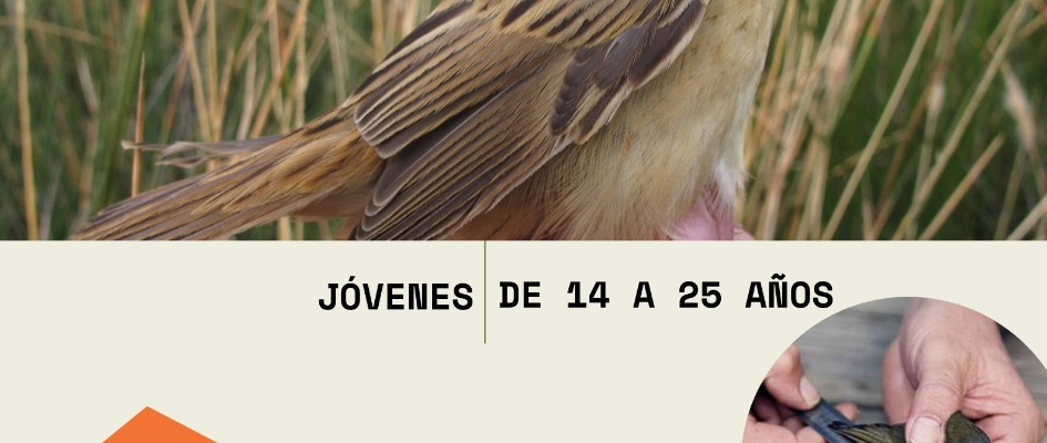 TALLER ANILLAMIENTO DE AVES NOV